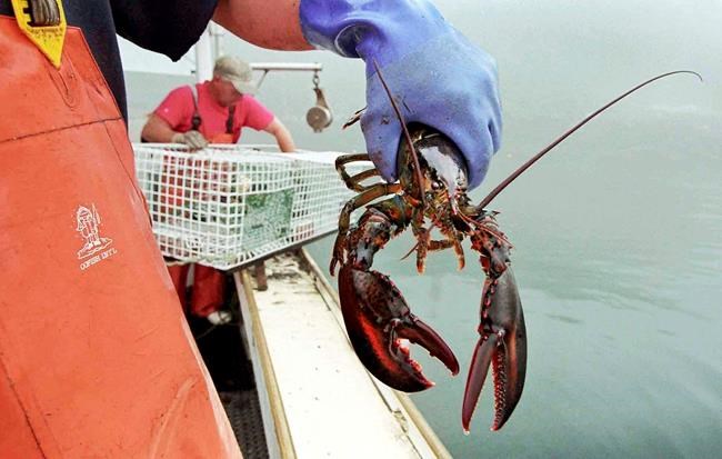 Summer price drop for live lobsters may come early this year | iNFOnews.ca Summer price drop for live lobsters may come early this year | iNFOnews.ca