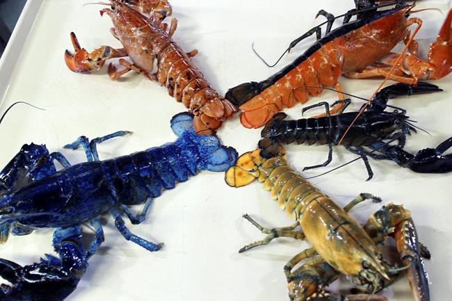 Yellow lobster joins Boston aquarium's colorful collection | iNFOnews.ca Yellow lobster joins Boston aquarium's colorful collection | iNFOnews.ca