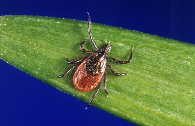 Hot, dry summer bringing fewer cases of Lyme disease | iNFOnews.ca Hot, dry summer bringing fewer cases of Lyme disease | iNFOnews.ca