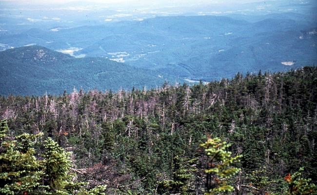 Pollution controls help red spruce rebound from acid rain | iNFOnews.ca Pollution controls help red spruce rebound from acid rain | iNFOnews.ca
