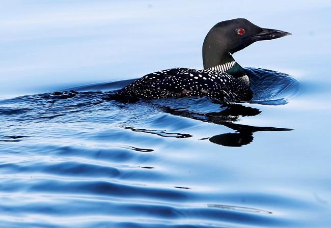 Lead poisoning deaths up in New Hampshire loons despite law | iNFOnews.ca Lead poisoning deaths up in New Hampshire loons despite law | iNFOnews.ca