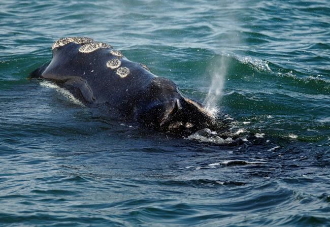 Scientists sound alarm after 6 rare whale deaths in a month | iNFOnews.ca