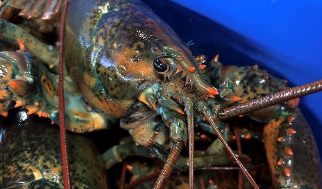 EU rebuffs American pitch of quick deal for more lobsters | iNFOnews.ca EU rebuffs American pitch of quick deal for more lobsters | iNFOnews.ca