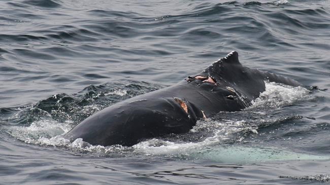 Study: Whale and boat collisions may be more common | iNFOnews.ca