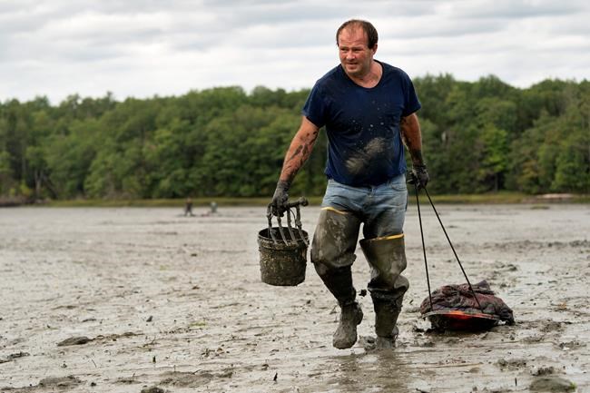 Clammers digging through pandemic, but shellfish are fewer | iNFOnews.ca