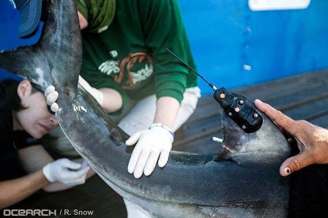 Research group confirms white shark nursery off Long Island | iNFOnews.ca