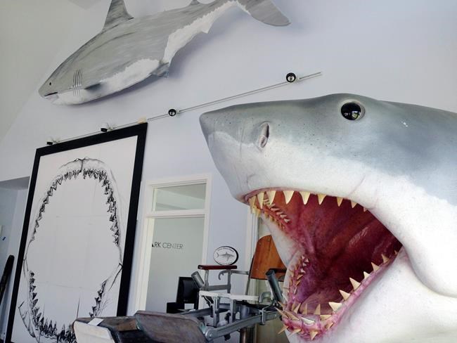 New study to examine feeding habits of Cape Cod great whites | iNFOnews.ca New study to examine feeding habits of Cape Cod great whites | iNFOnews.ca