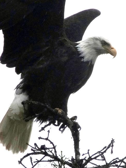 The bald and the bold: Eagles' resurgence comes at a price | iNFOnews.ca The bald and the bold: Eagles' resurgence comes at a price | iNFOnews.ca