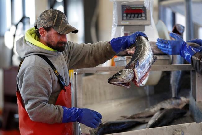 Pandemic has taken a bite out of seafood trade, consumption | iNFOnews.ca