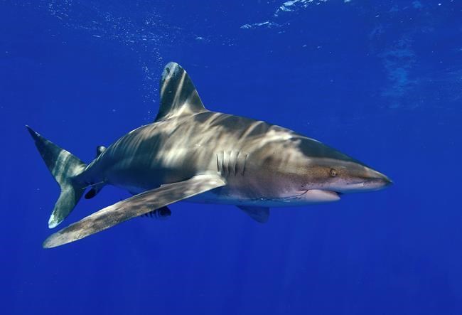 US: Oceanic whitetip shark warrants 'threatened' listing | iNFOnews.ca