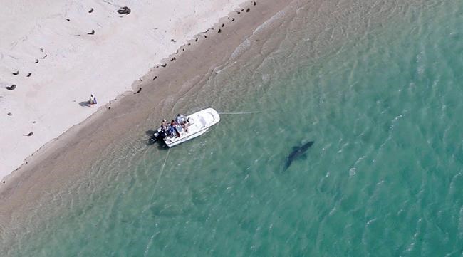 More great white sharks appear to be visiting off Cape Cod | iNFOnews.ca