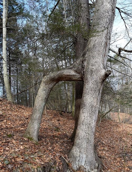 Arrest made in felling of Connecticut's 'door tree' | iNFOnews.ca Arrest made in felling of Connecticut's 'door tree' | iNFOnews.ca