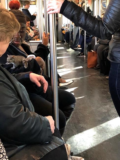 Squirrel initially scares, then snuggles with subway riders | iNFOnews.ca