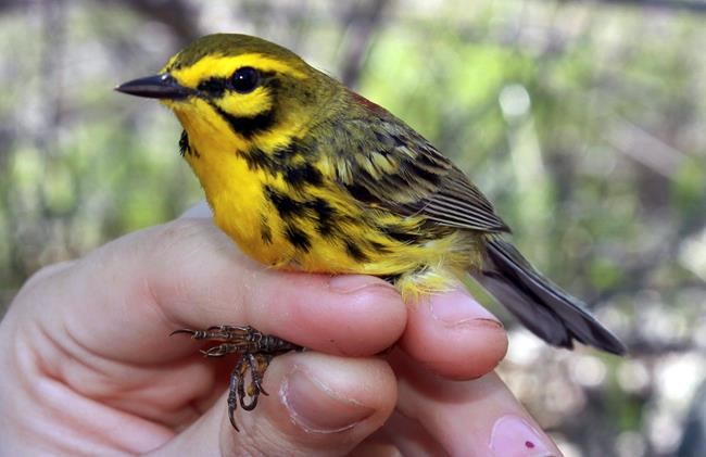 Land around powerlines could be boon to birds | iNFOnews.ca