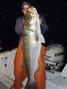 Conn. man uses technology, stealth and study to snag record striped bass over and over again | iNFOnews.ca Conn. man uses technology, stealth and study to snag record striped bass over and over again | iNFOnews.ca