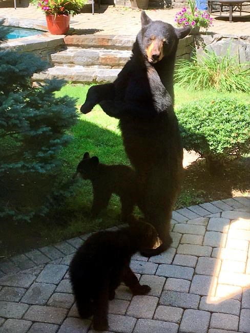 Is a hunt the answer when bears start getting bolder? | iNFOnews.ca