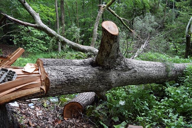 Man who felled 'door tree' says hatred of brother drove him | iNFOnews.ca Man who felled 'door tree' says hatred of brother drove him | iNFOnews.ca