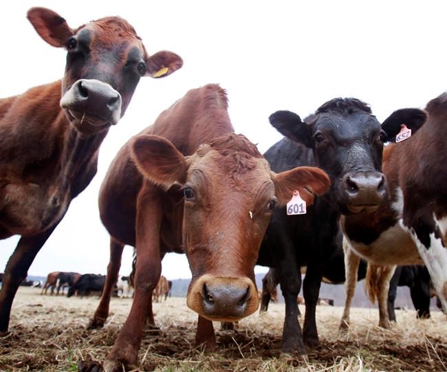 Milk co-op mailing highlights suicide risk for dairy farmers | iNFOnews.ca