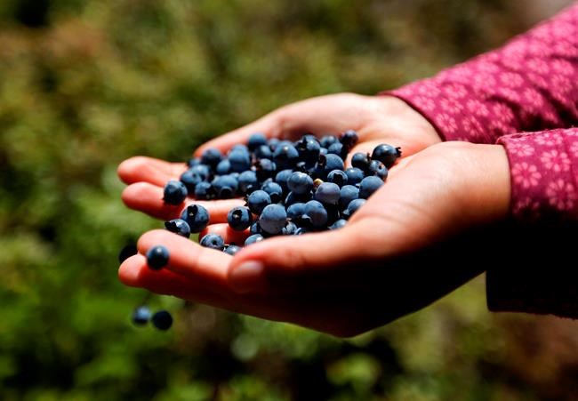 Congressman pushing frozen berries for fresh produce program | iNFOnews.ca