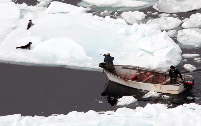 Rated 'S' for slaughter? New film questions Canada seal hunt | iNFOnews.ca Rated 'S' for slaughter? New film questions Canada seal hunt | iNFOnews.ca