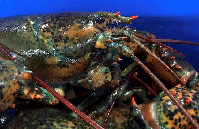 US lobstermen may see relief from steep Chinese tariffs | iNFOnews.ca US lobstermen may see relief from steep Chinese tariffs | iNFOnews.ca