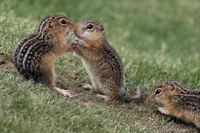 Chipmunks, fattened up on acorns, are driving people nuts | iNFOnews.ca Chipmunks, fattened up on acorns, are driving people nuts | iNFOnews.ca