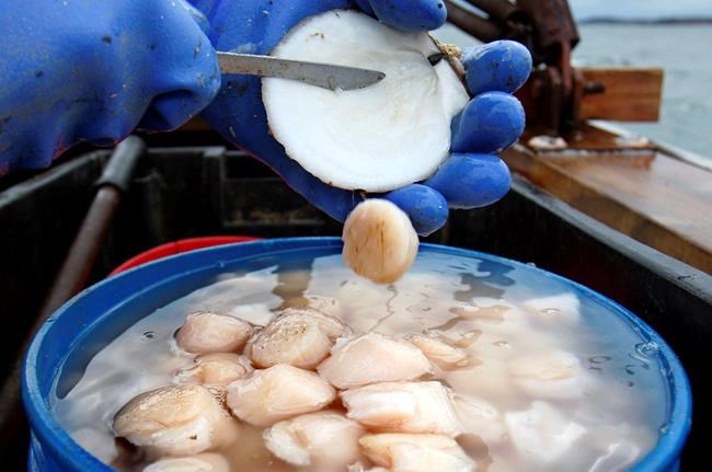 Maine shelled out fewer prized scallops in 2018 | iNFOnews.ca Maine shelled out fewer prized scallops in 2018 | iNFOnews.ca