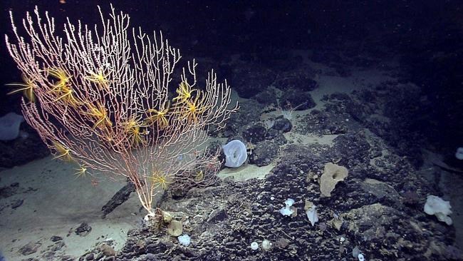 Judge tosses fishermen's suit against Obama ocean monument | iNFOnews.ca Judge tosses fishermen's suit against Obama ocean monument | iNFOnews.ca