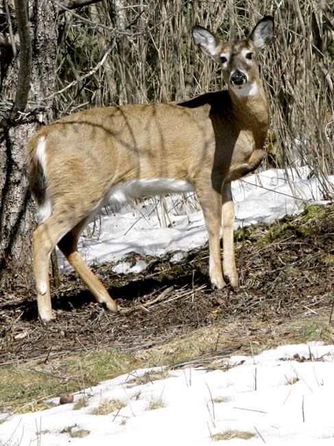 Northeastern US seeks to prevent arrival of deer disease | iNFOnews.ca