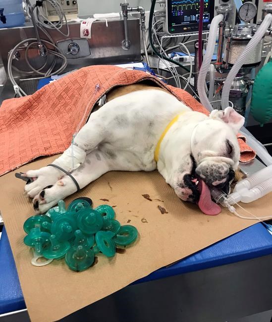 Veterinarian: Bulldog swallows 19 baby pacifiers | iNFOnews.ca