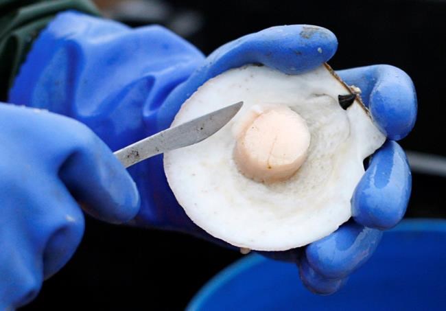 Maine's rebuilt scallop fishery looks to year of more growth | iNFOnews.ca