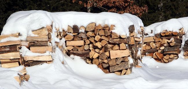 Study: Invasive bugs found in fallen trees years after storm | iNFOnews.ca Study: Invasive bugs found in fallen trees years after storm | iNFOnews.ca