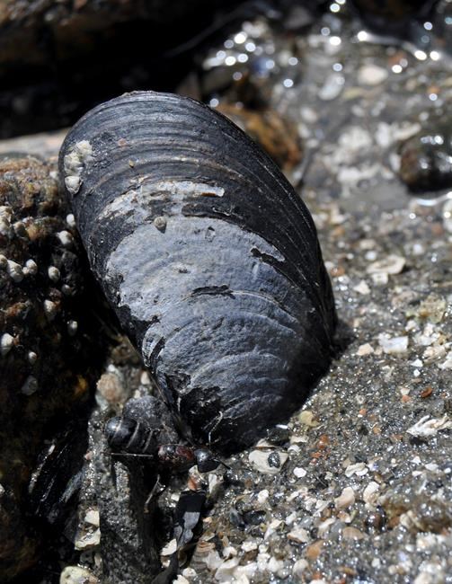 Mussels disappearing from New England waters, scientists say | iNFOnews.ca Mussels disappearing from New England waters, scientists say | iNFOnews.ca
