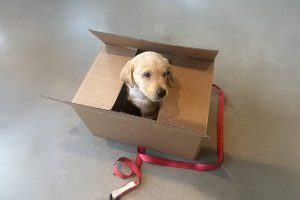 A little puppy with their head sticking out a box.