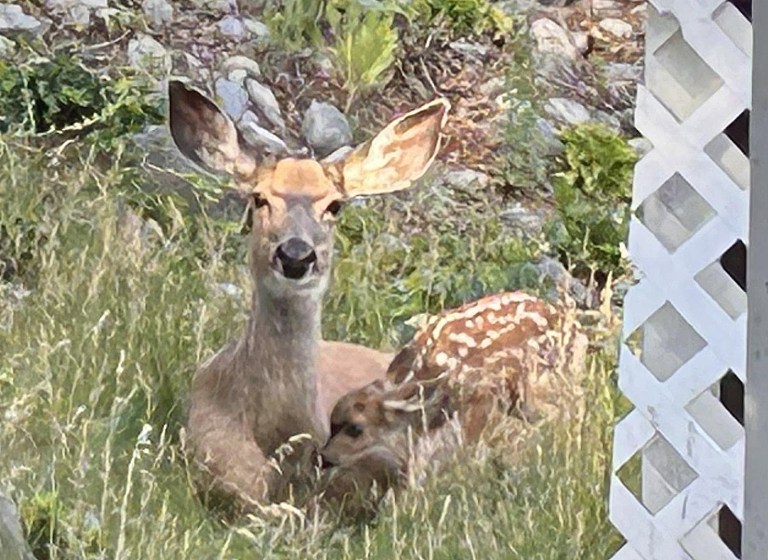 A doe sits in the grass with her fawn.