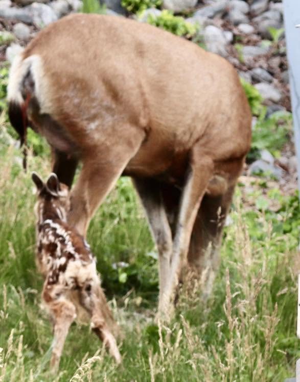 'Miracle of birth': Doe has her fawn in Okanagan Falls backyard | iNFOnews.ca