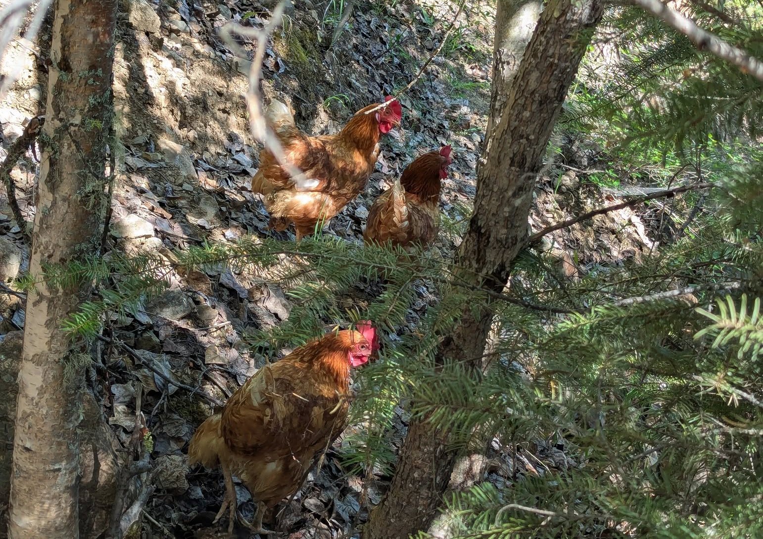 Three brown chickens stand in a forest under a conifer tree.