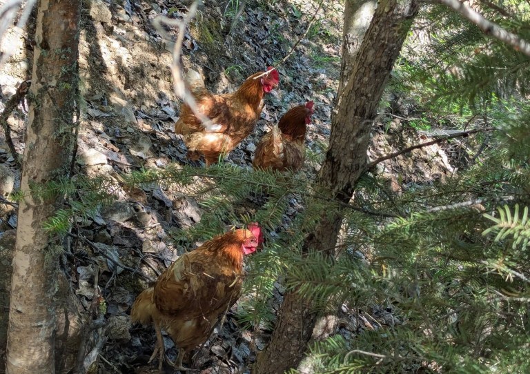Three brown chickens stand in a forest under a conifer tree.