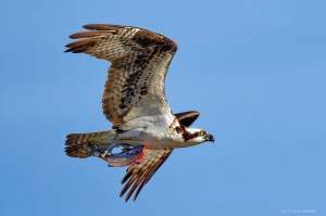 An Osprey flies carrying a fish in its talons.