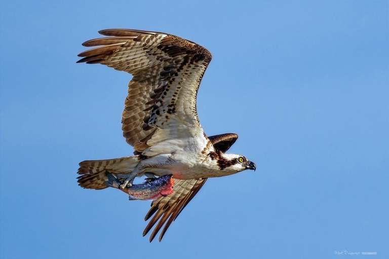 An Osprey flies carrying a fish in its talons.