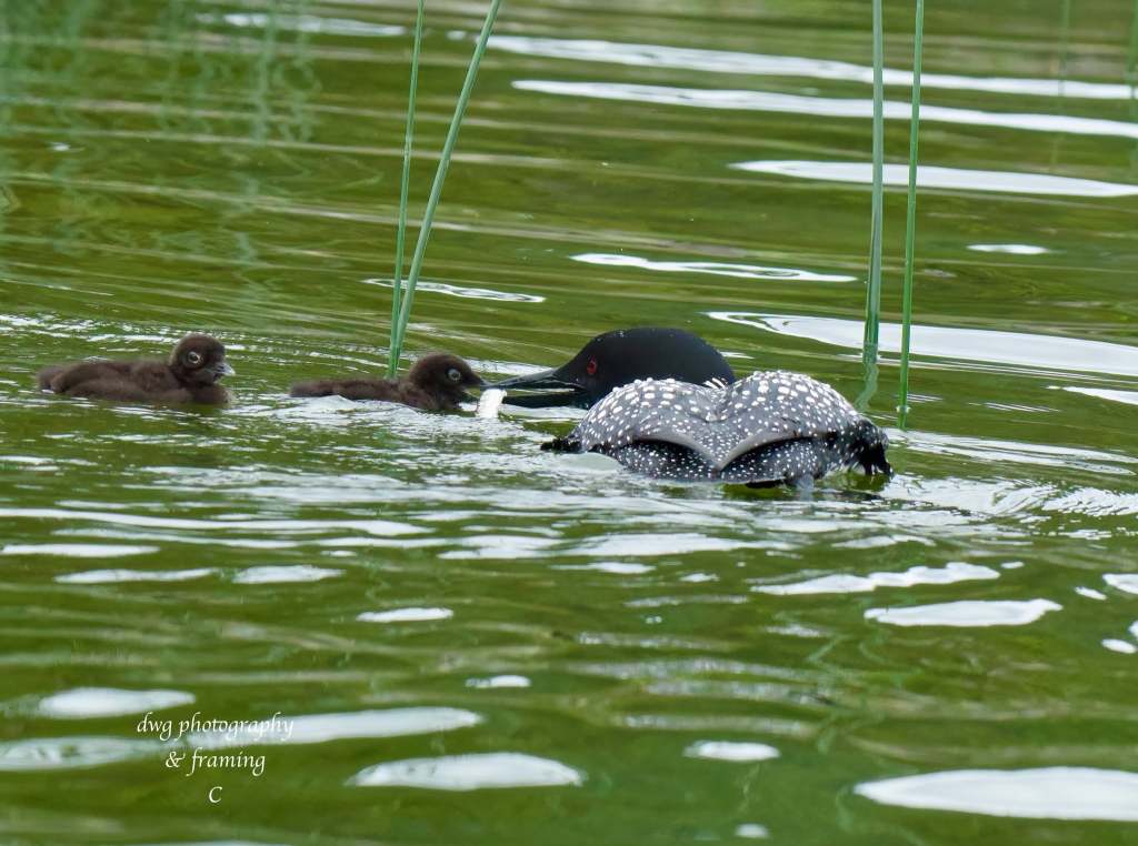iN PHOTOS: Six majestic birds that are masters at fishing in Okanagan, Kamloops | iNFOnews.ca