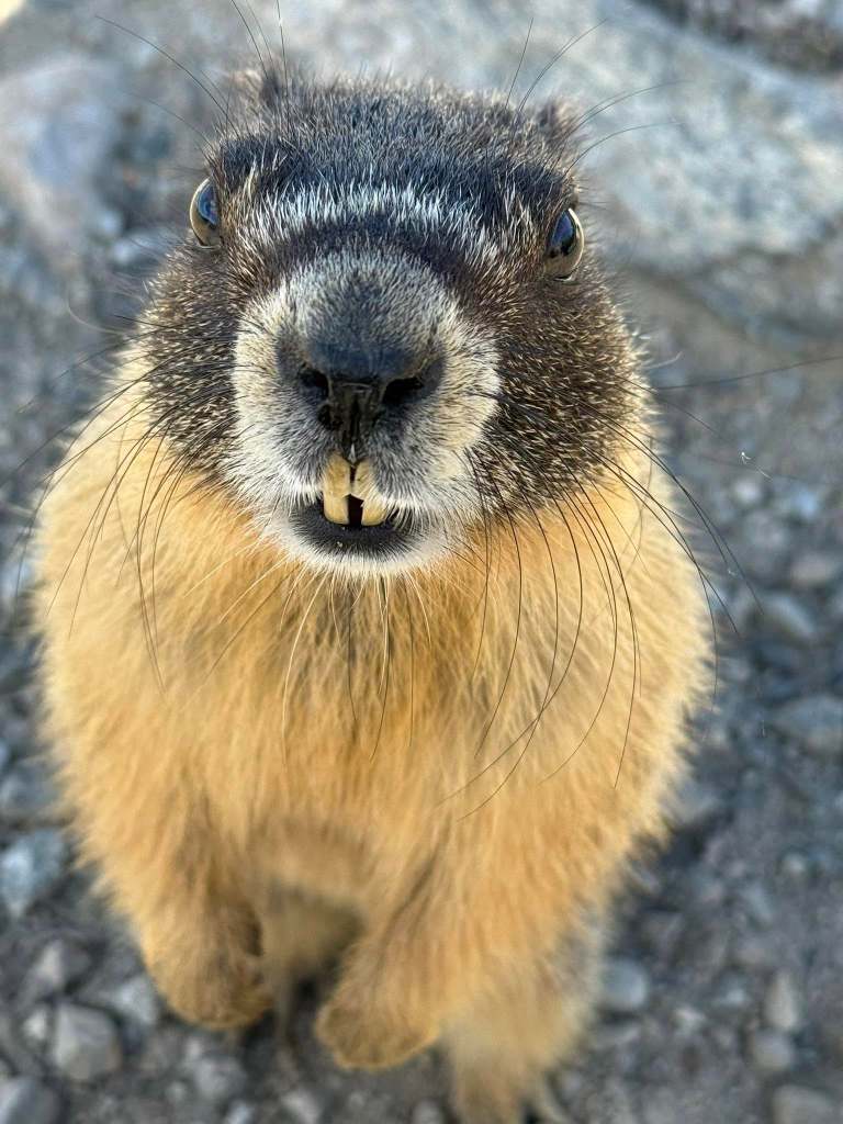 iN PHOTOS: Mischievous marmots in Kamloops, Okanagan | iNFOnews.ca