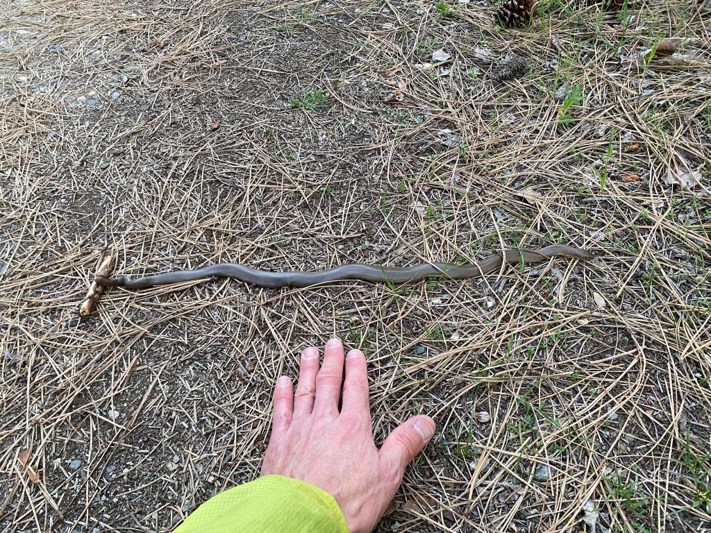 iN PHOTOS: Northern rubber boas warm up on trails in Thompson-Okanagan | iNFOnews.ca