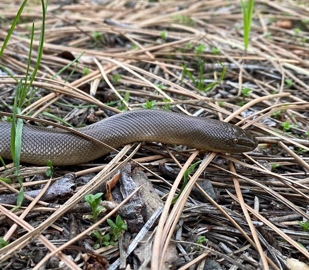 The front end of a northern rubber boa is pictured in the grass.