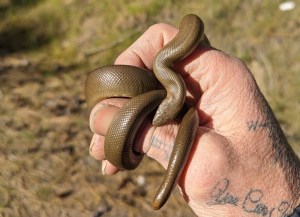 A snake curls around a man's hand.