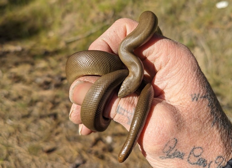 A snake curls around a man's hand.