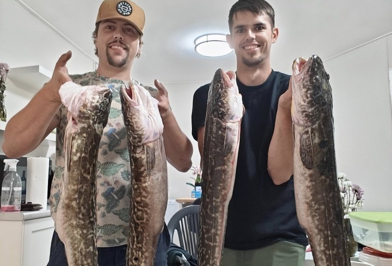 Two smiling men each hold up two long fish called burbot.