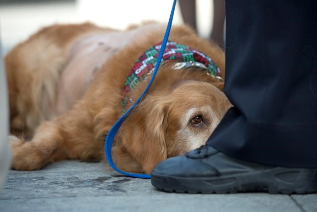 Woman charged with abandoning dog with 42-pound tumour | iNFOnews.ca