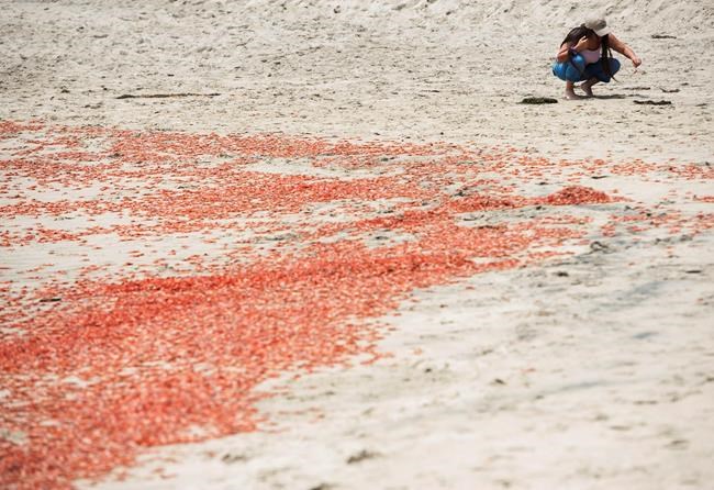 Thousands of tiny red crabs stranding on California beach | iNFOnews.ca