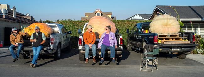 Heaviest is best: Pumpkin sets record at California contest | iNFOnews.ca Heaviest is best: Pumpkin sets record at California contest | iNFOnews.ca